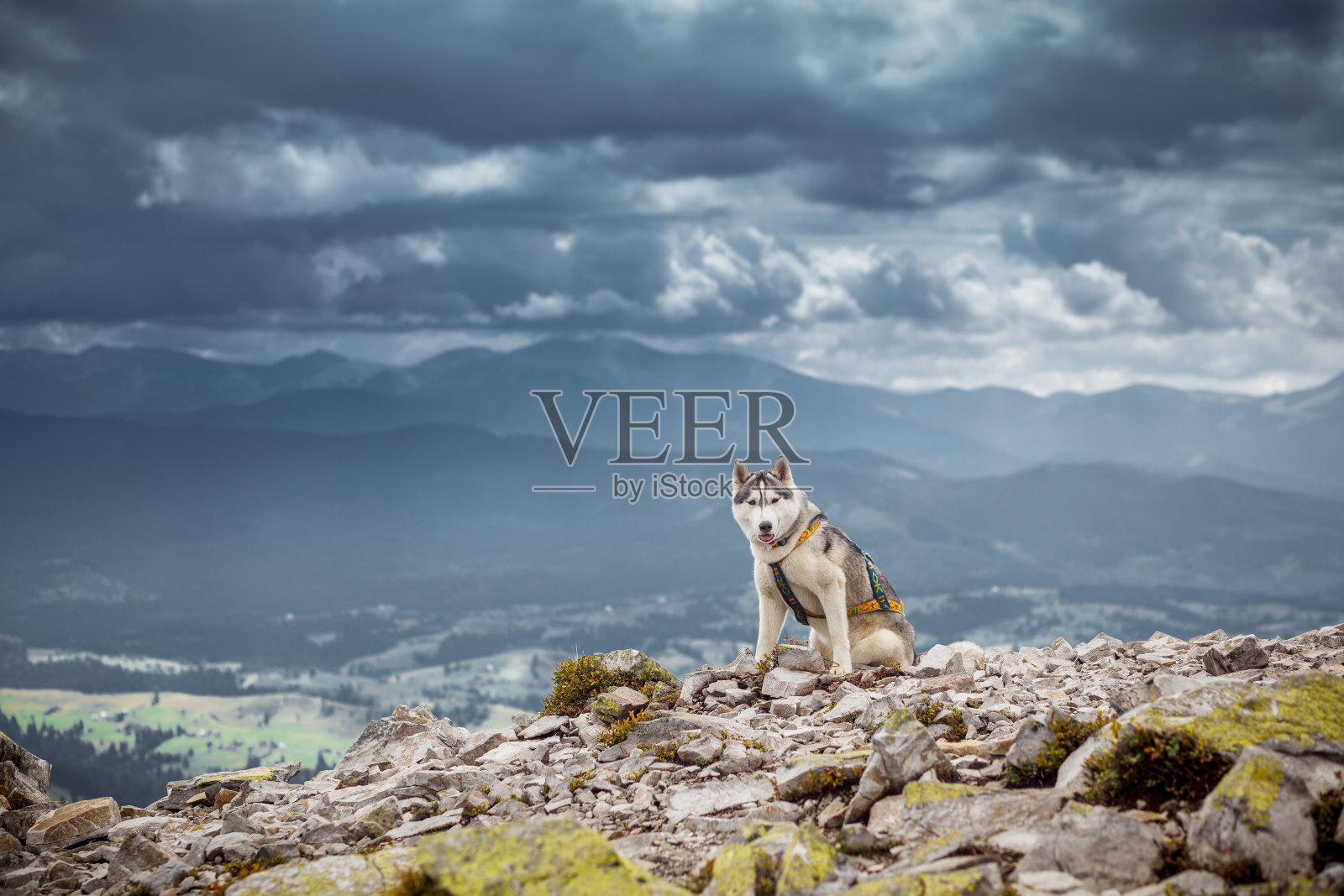 坐着的狗看山照片摄影图片