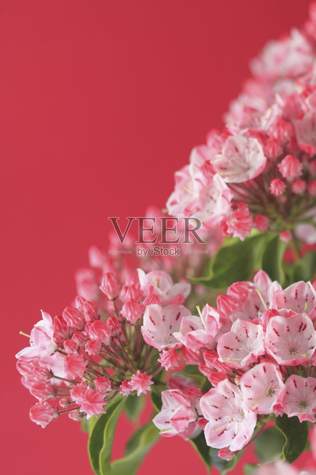 花Kalmia照片摄影图片