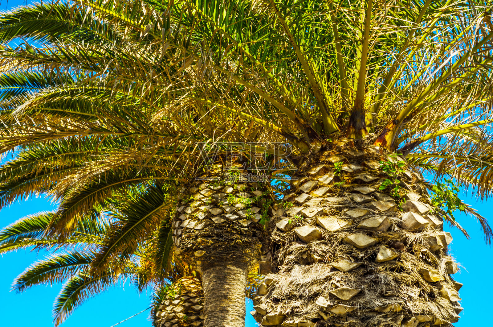 海滩上美丽的摊开的棕榈树，异国情调的植物象征着节日，炎热的天气，大叶子照片摄影图片