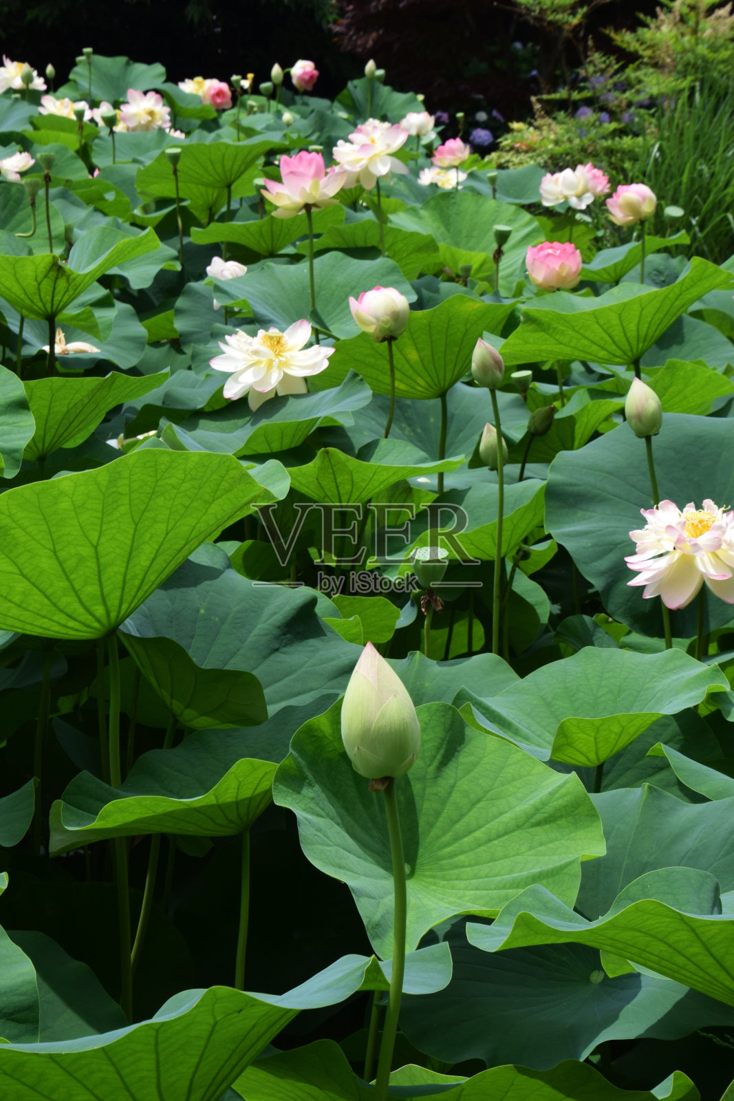 莲花照片摄影图片