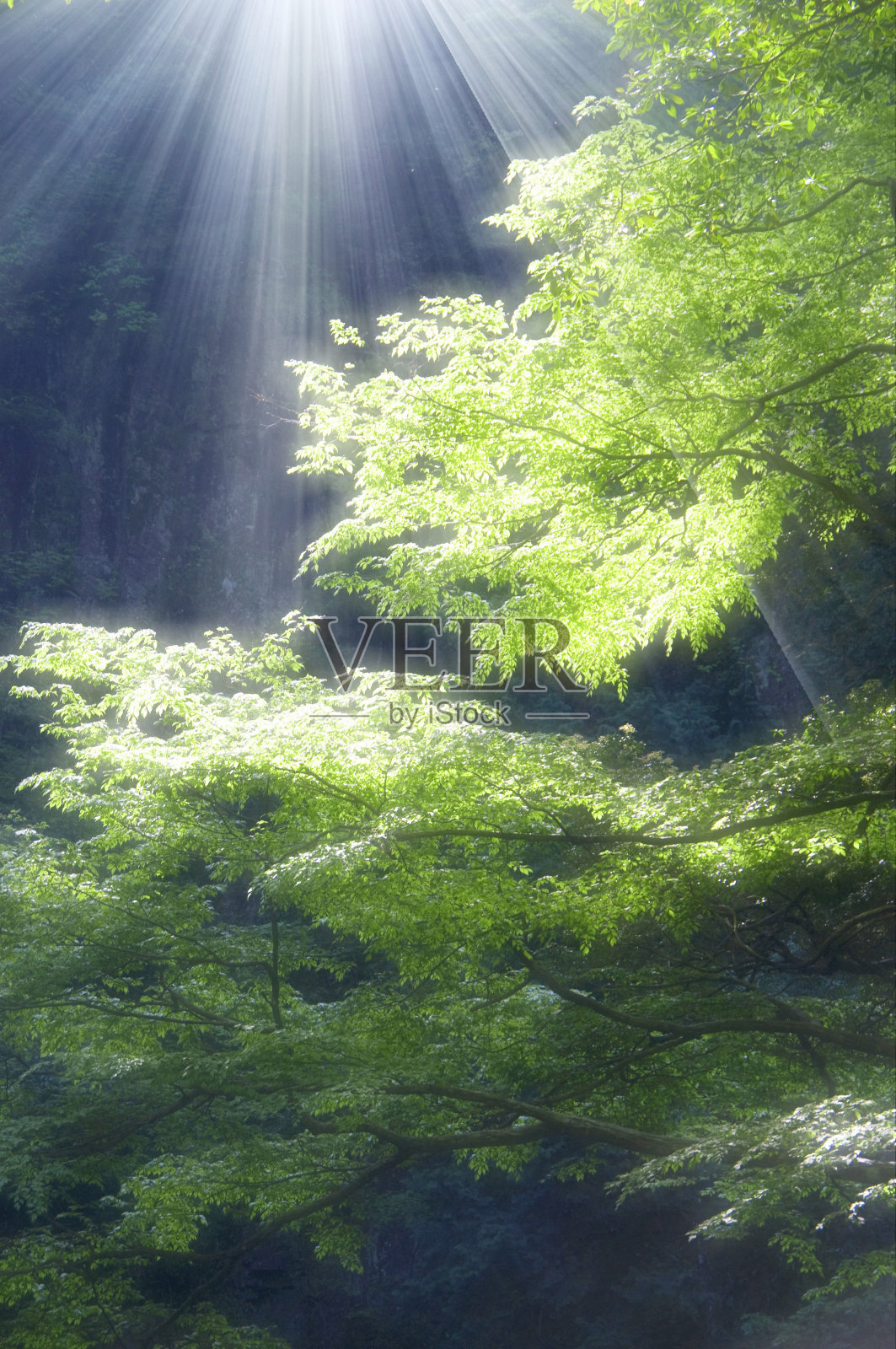 阳光照片摄影图片