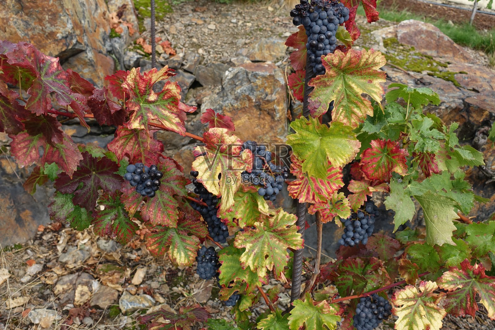 葡萄藤上的葡萄照片摄影图片