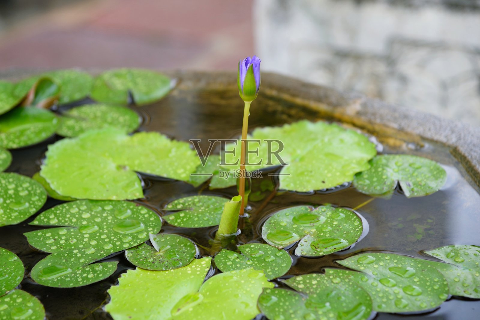 神圣的莲花照片摄影图片