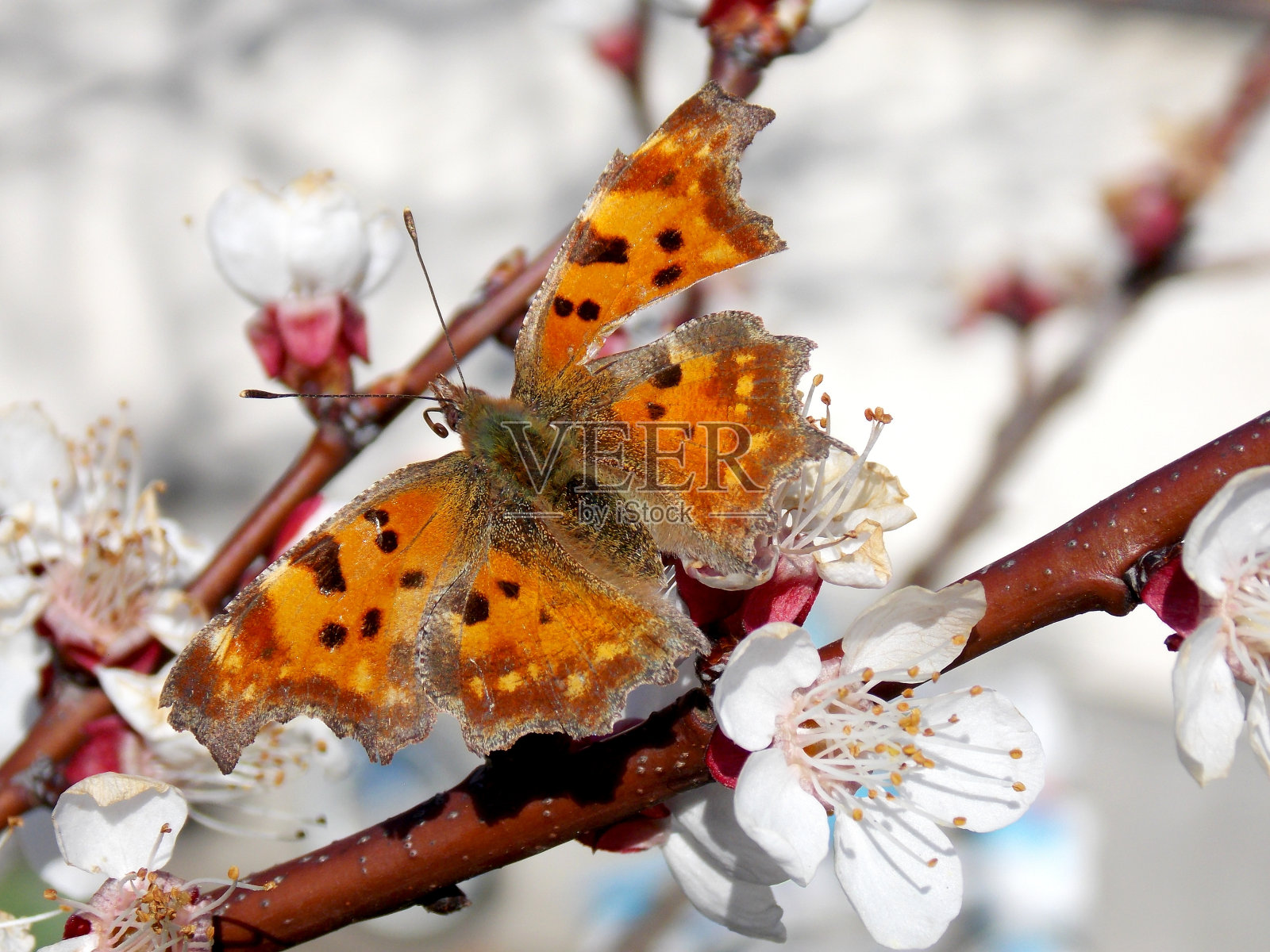 蝴蝶照片摄影图片