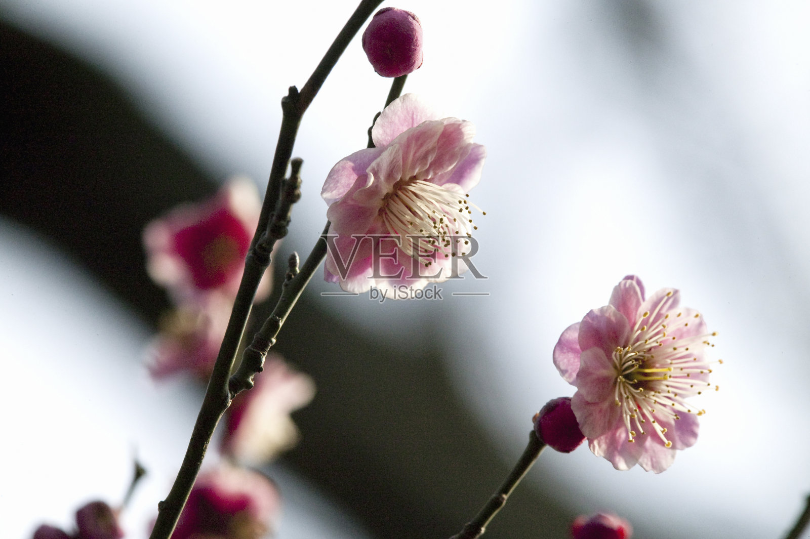 八重洲梅花花蕾照片摄影图片