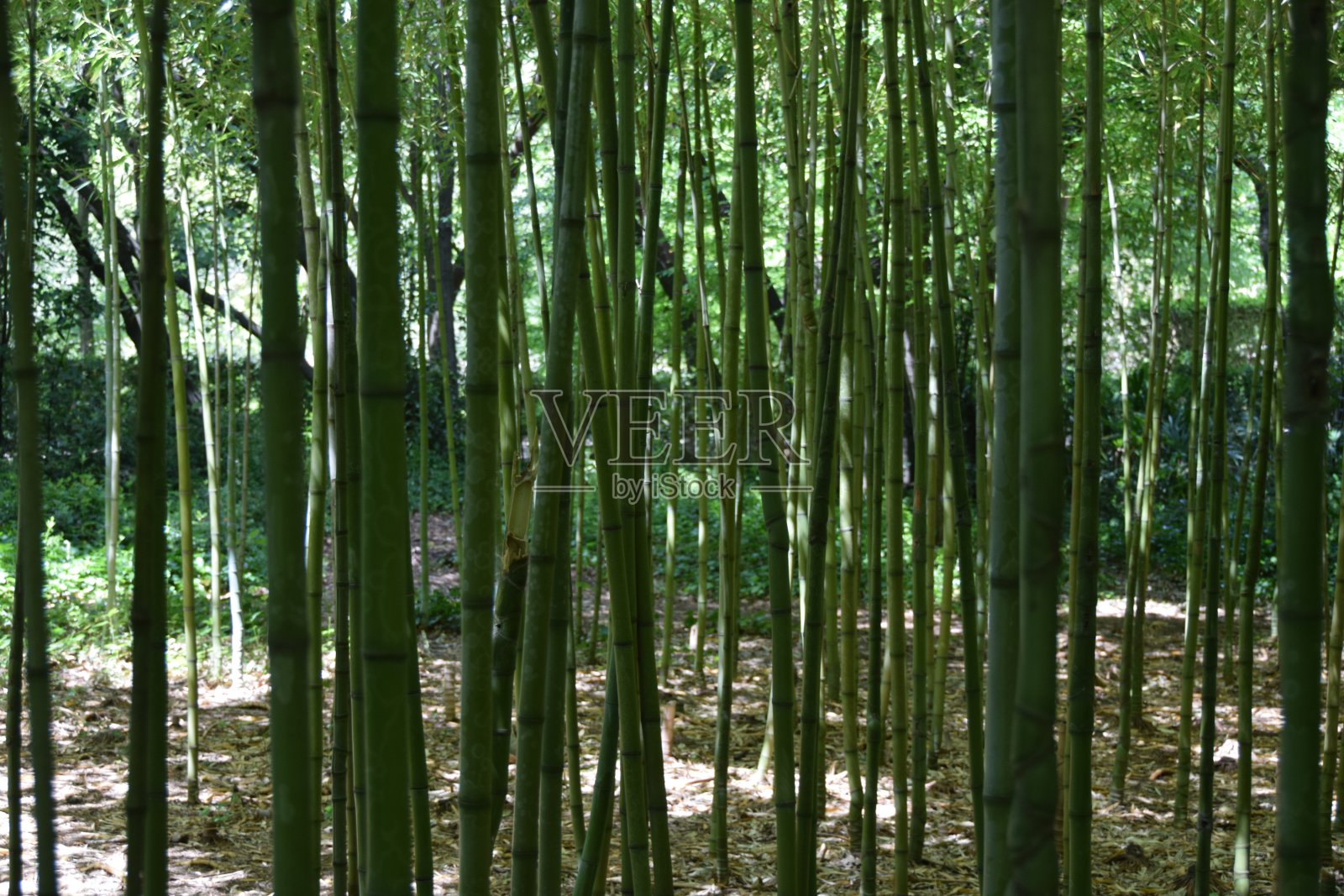 在竹林中间照片摄影图片