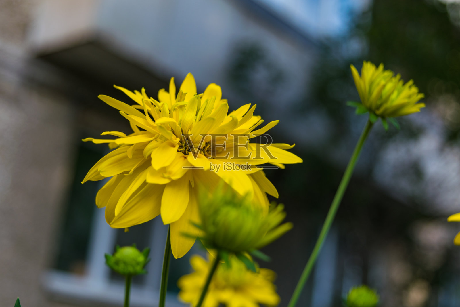 黄花照片摄影图片