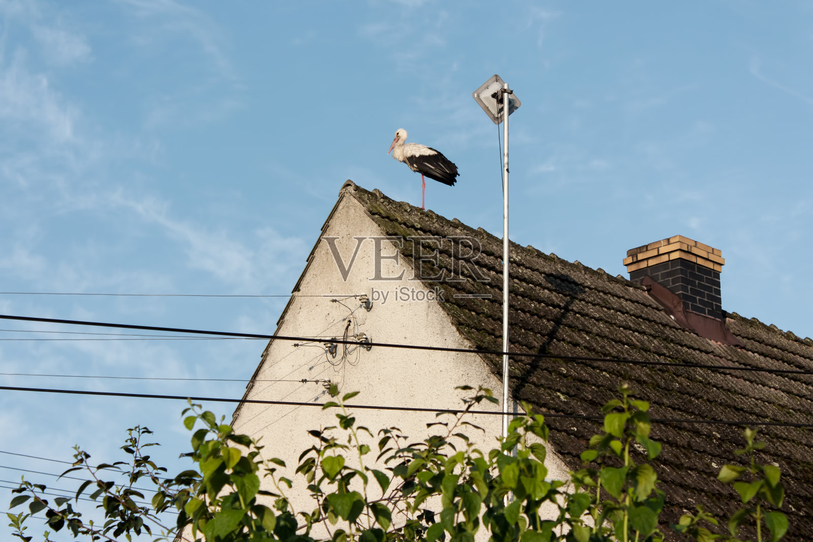 鹳鸟在屋顶照片摄影图片