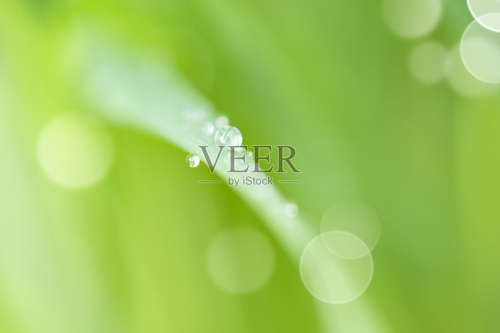 新鲜的草和露珠照片摄影图片