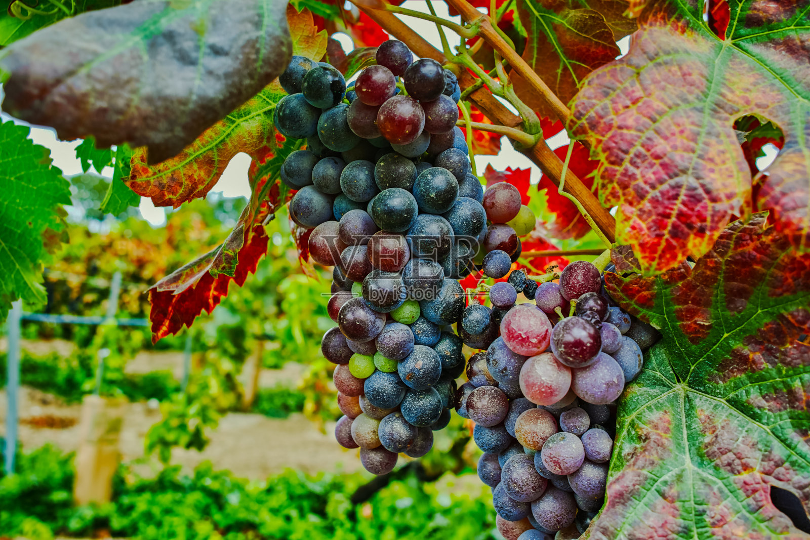 秋天的颜色-红葡萄在沙质葡萄园，Camargue，普罗旺斯照片摄影图片