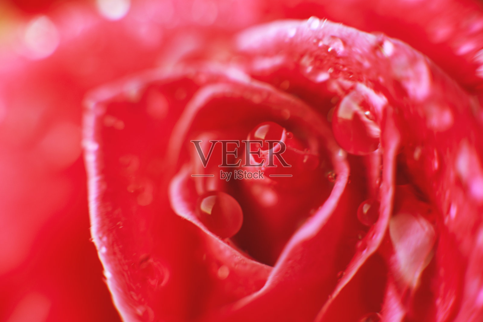 玫瑰特写与水滴。花上的露珠照片摄影图片