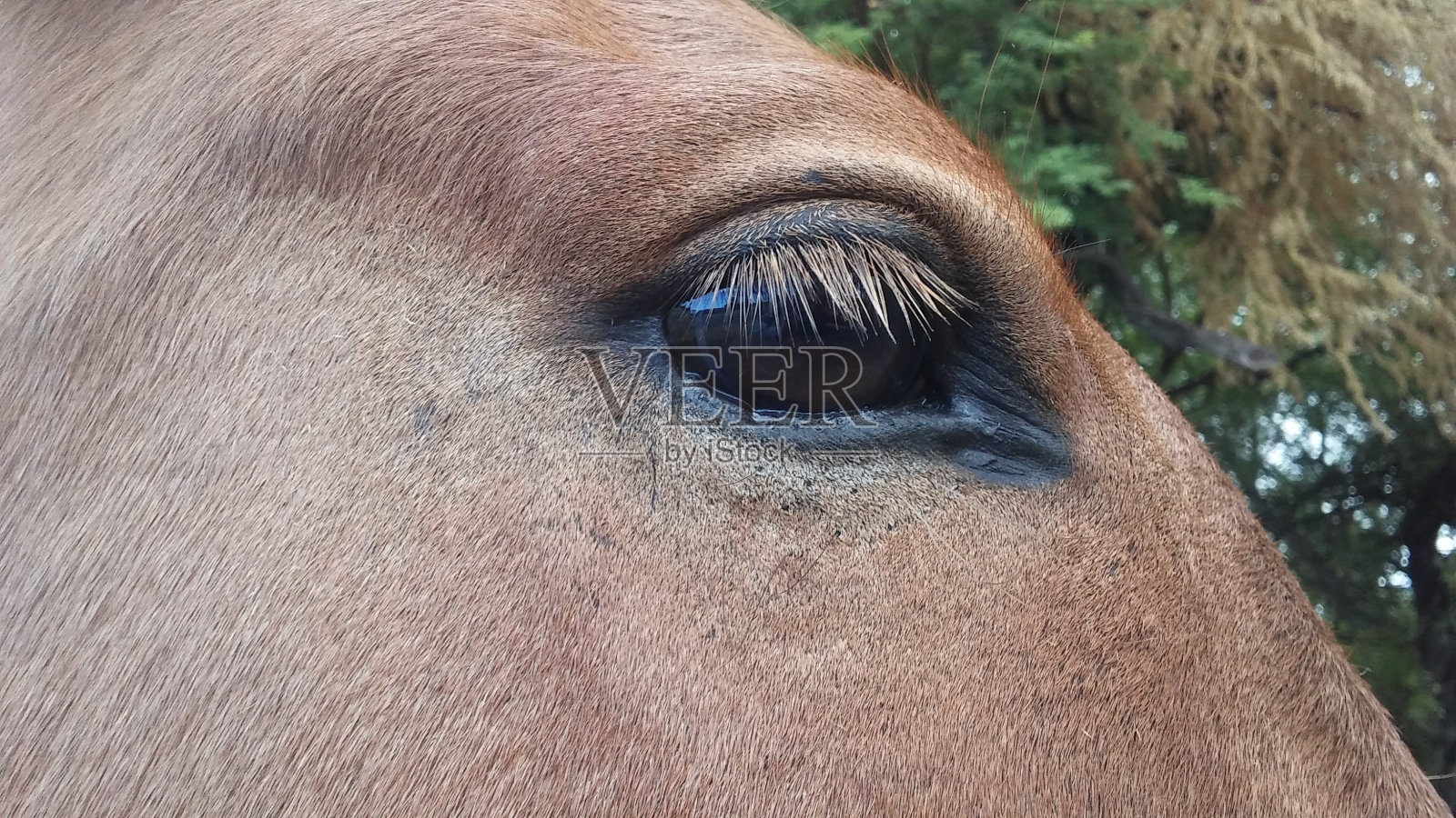 夏威夷考艾岛凯卡哈的棕色马。照片摄影图片
