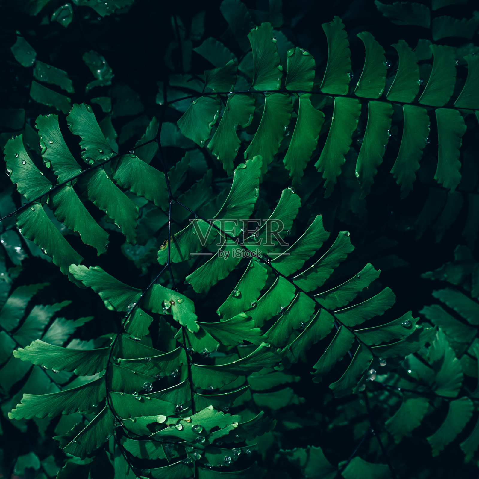 由绿叶构成的创意布局。平的。自然概念照片摄影图片