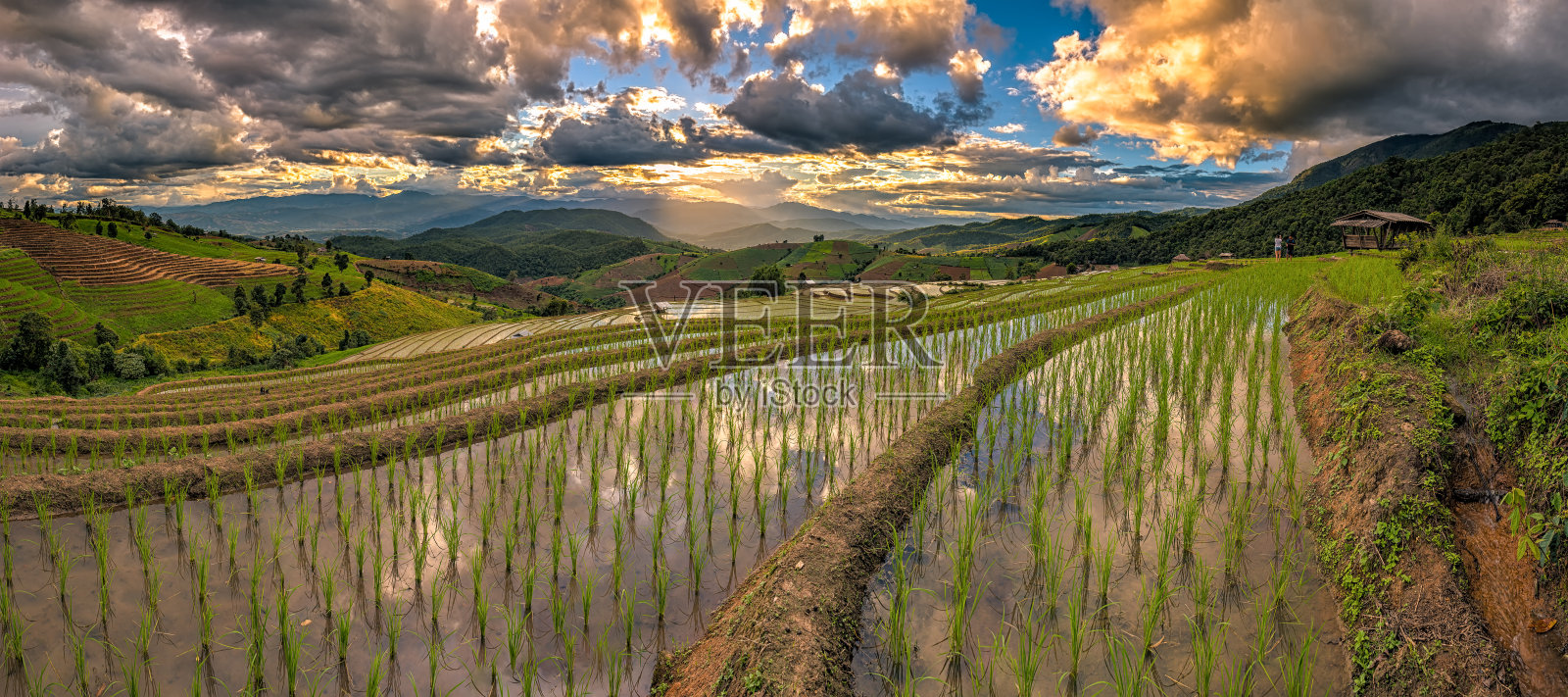 泰国北部清迈的帕蓬坪水稻梯田。照片摄影图片