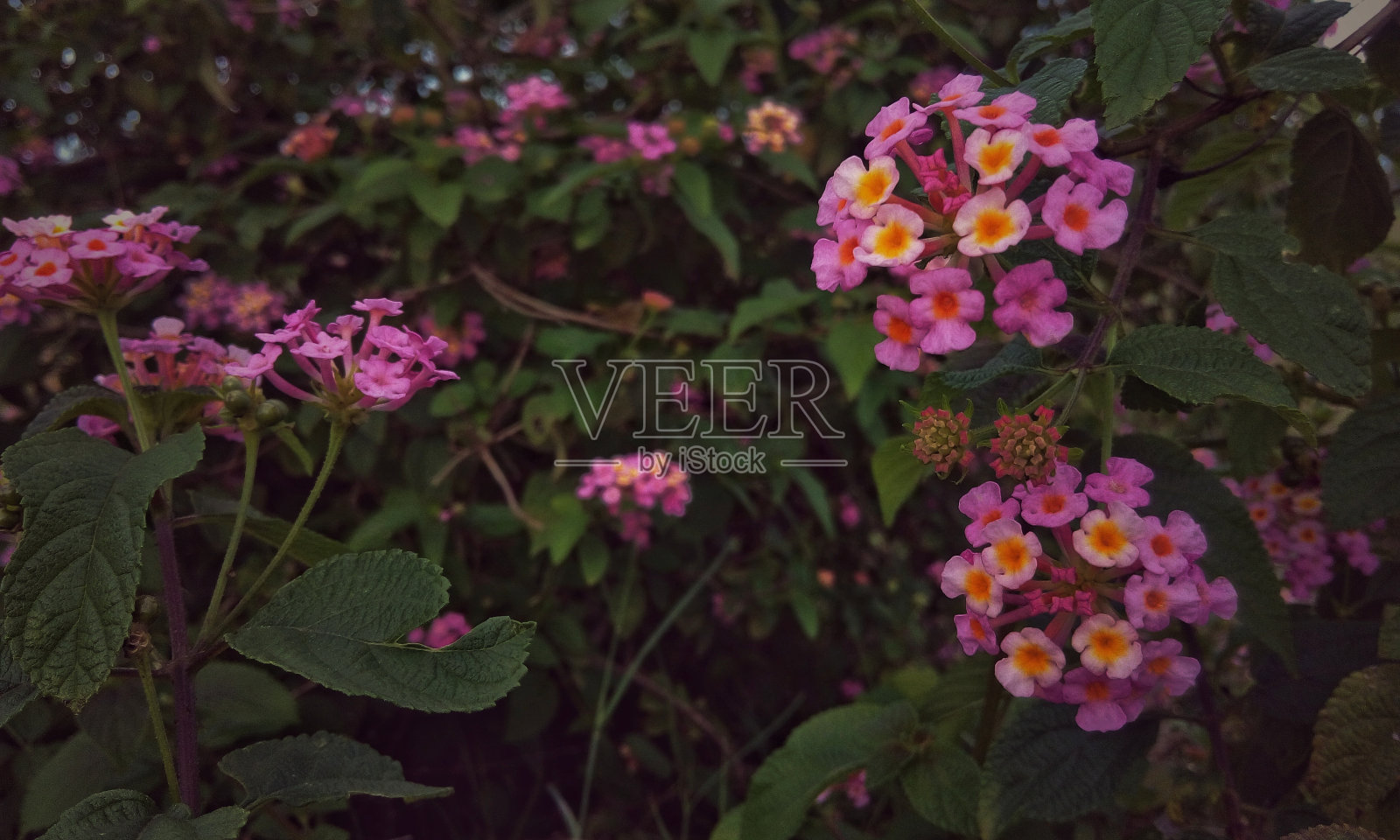 马缨丹娜花照片摄影图片