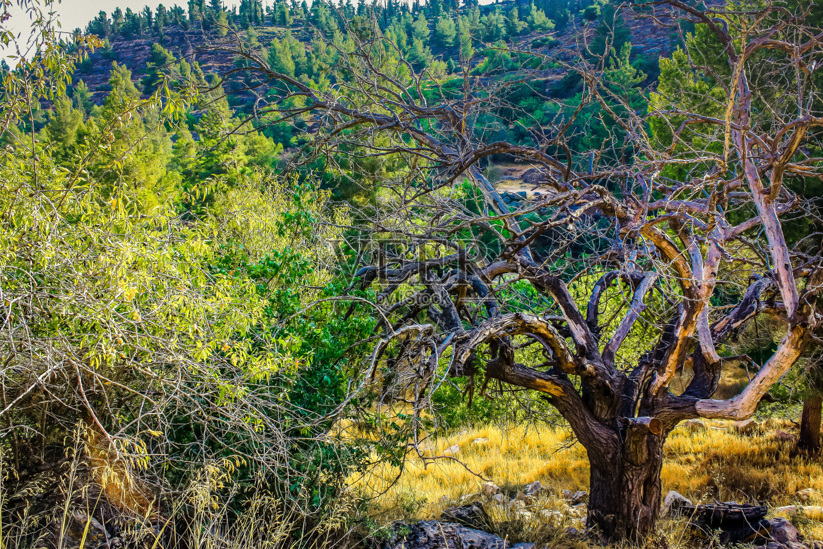 徒步旅行在以色列照片摄影图片