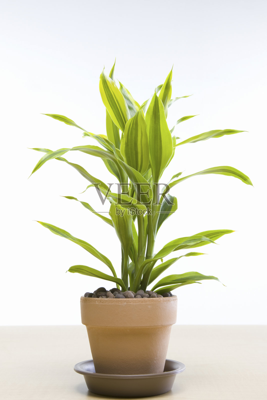 观叶植物照片摄影图片