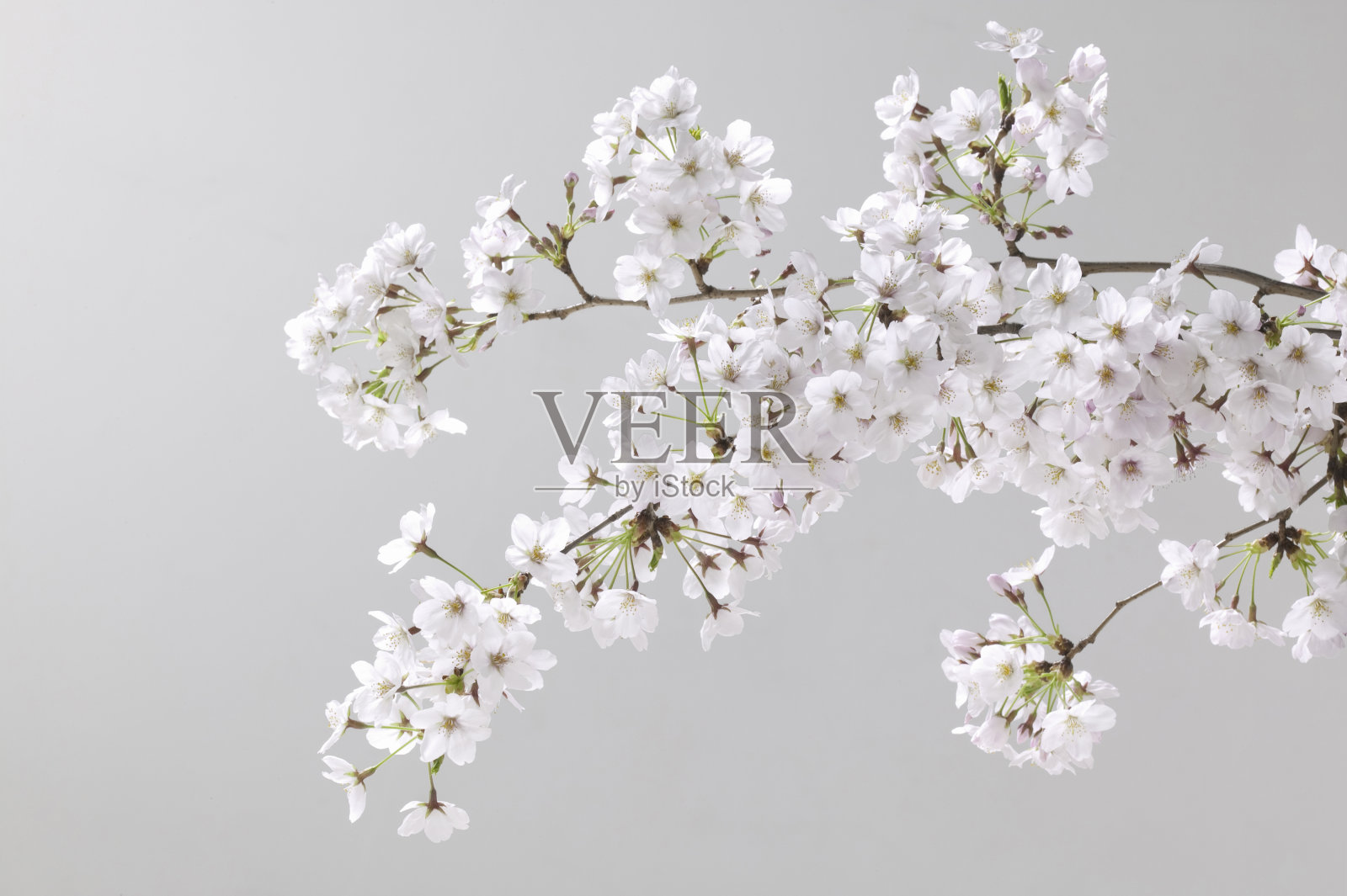 樱花照片摄影图片