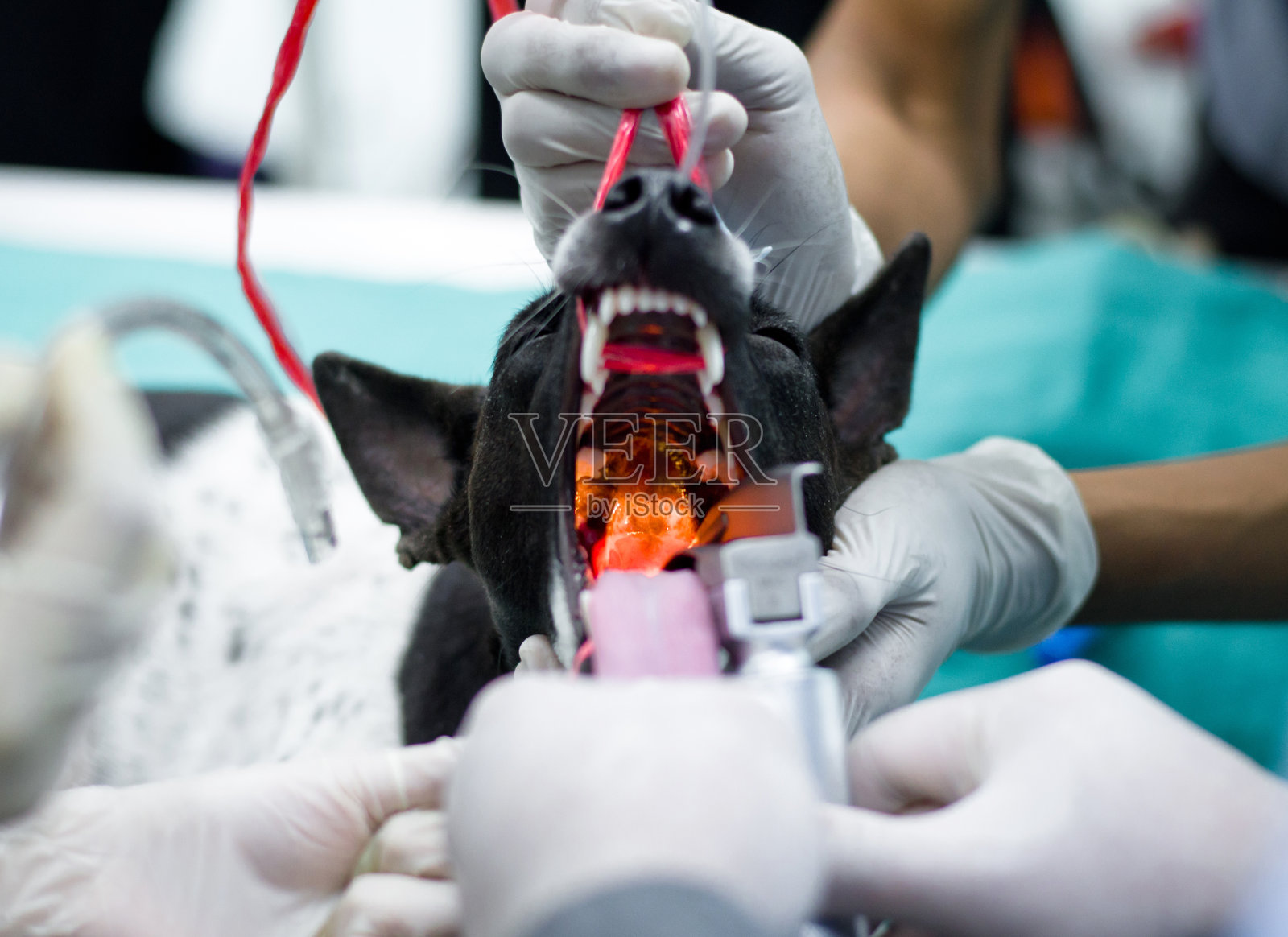 在兽医诊所，兽医医生用医疗设备诊断和检查狗的口腔，教育保健理念照片摄影图片