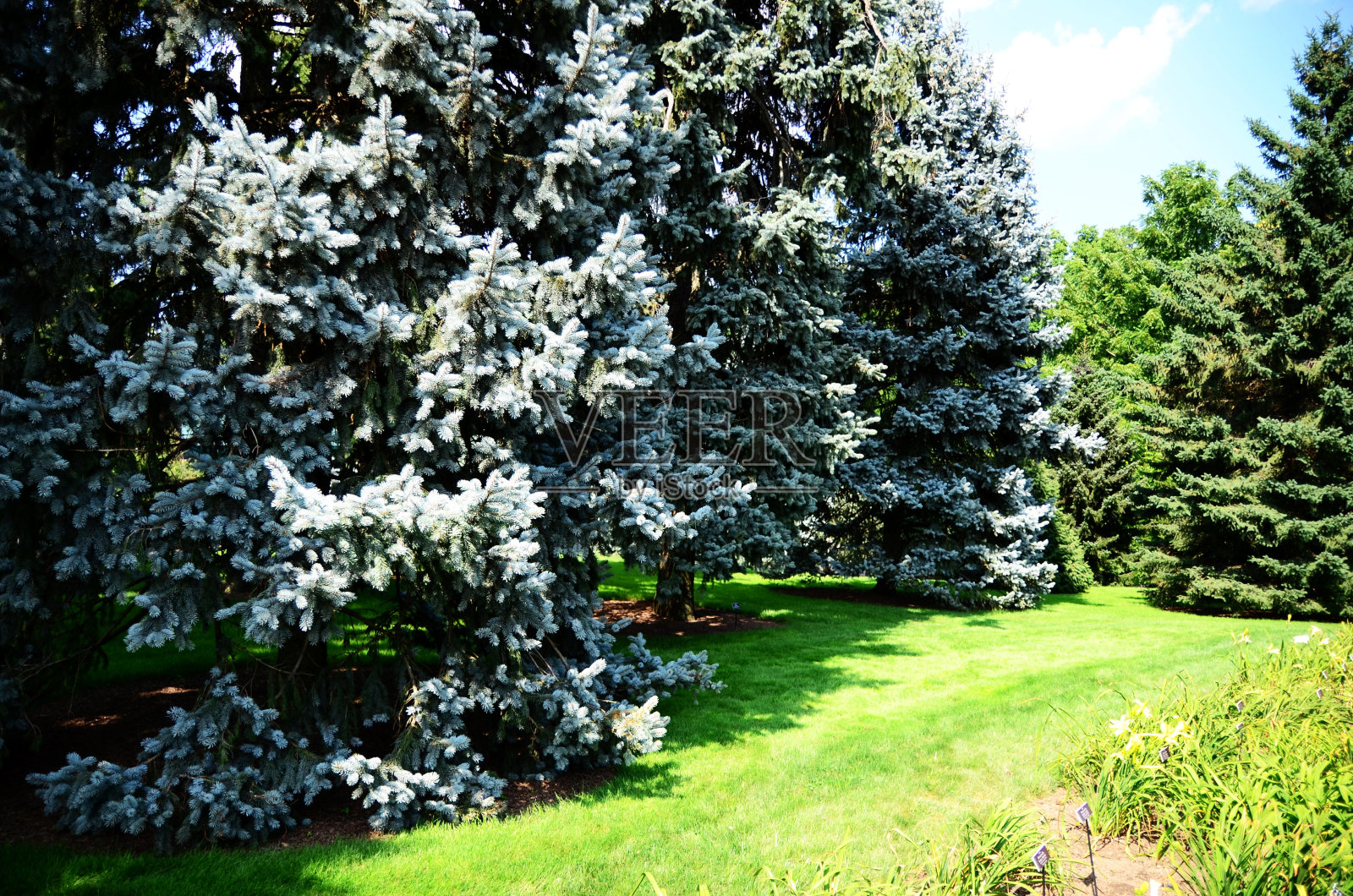 苍翠茂密的松树照片摄影图片