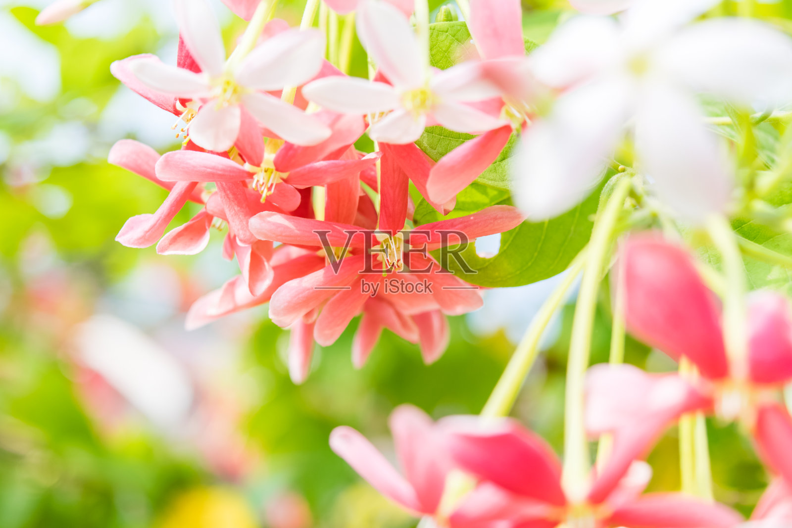 粉红色的quisquis Indica照片摄影图片