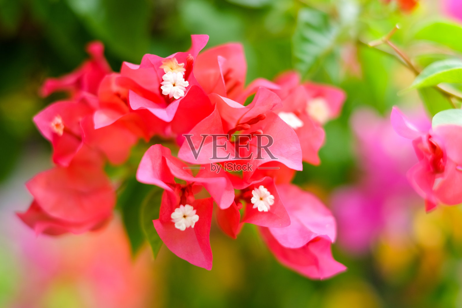 美丽的九重葛花盛开在花园里作为背景或纹理。照片摄影图片