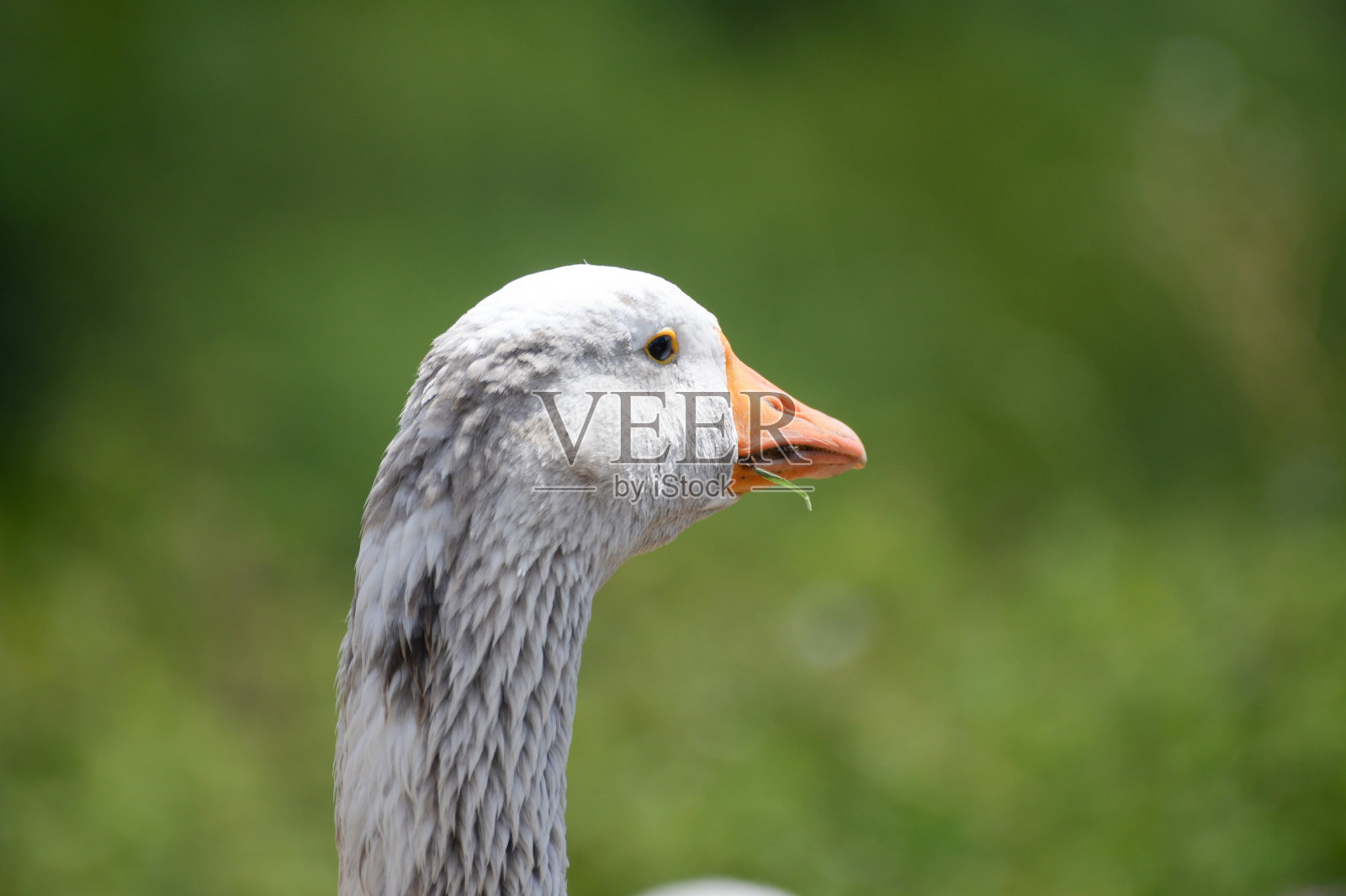 农场里的家鹅。照片摄影图片