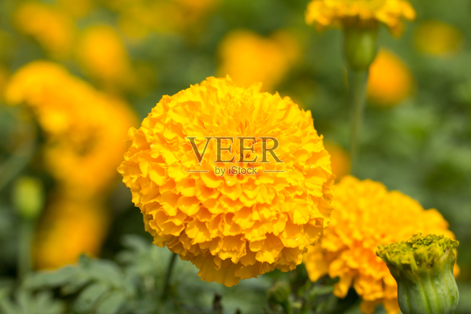 万寿菊在树上开花照片摄影图片