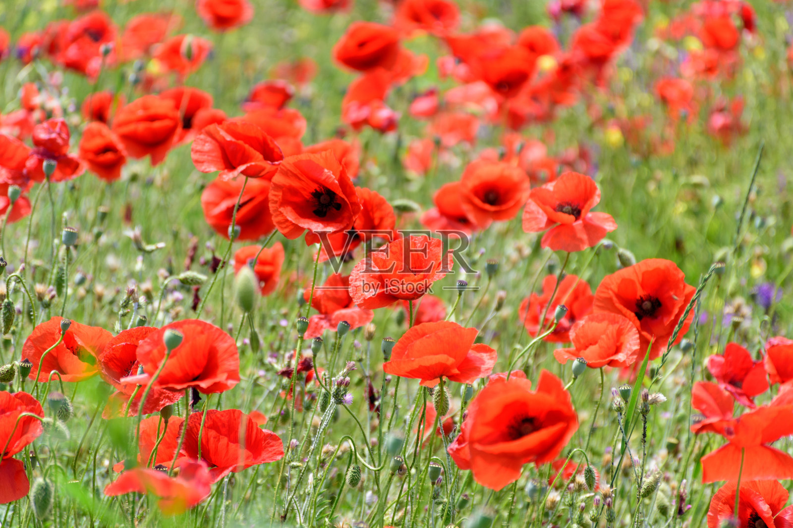 风中的红色罂粟照片摄影图片