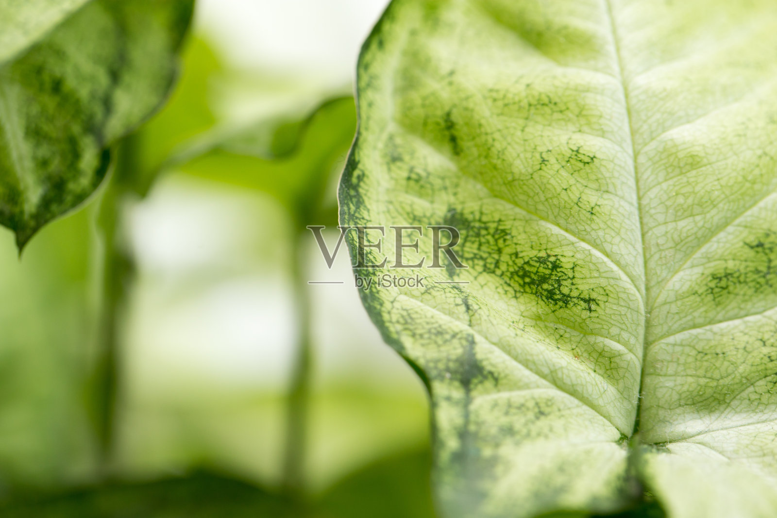 美丽的绿叶照片摄影图片