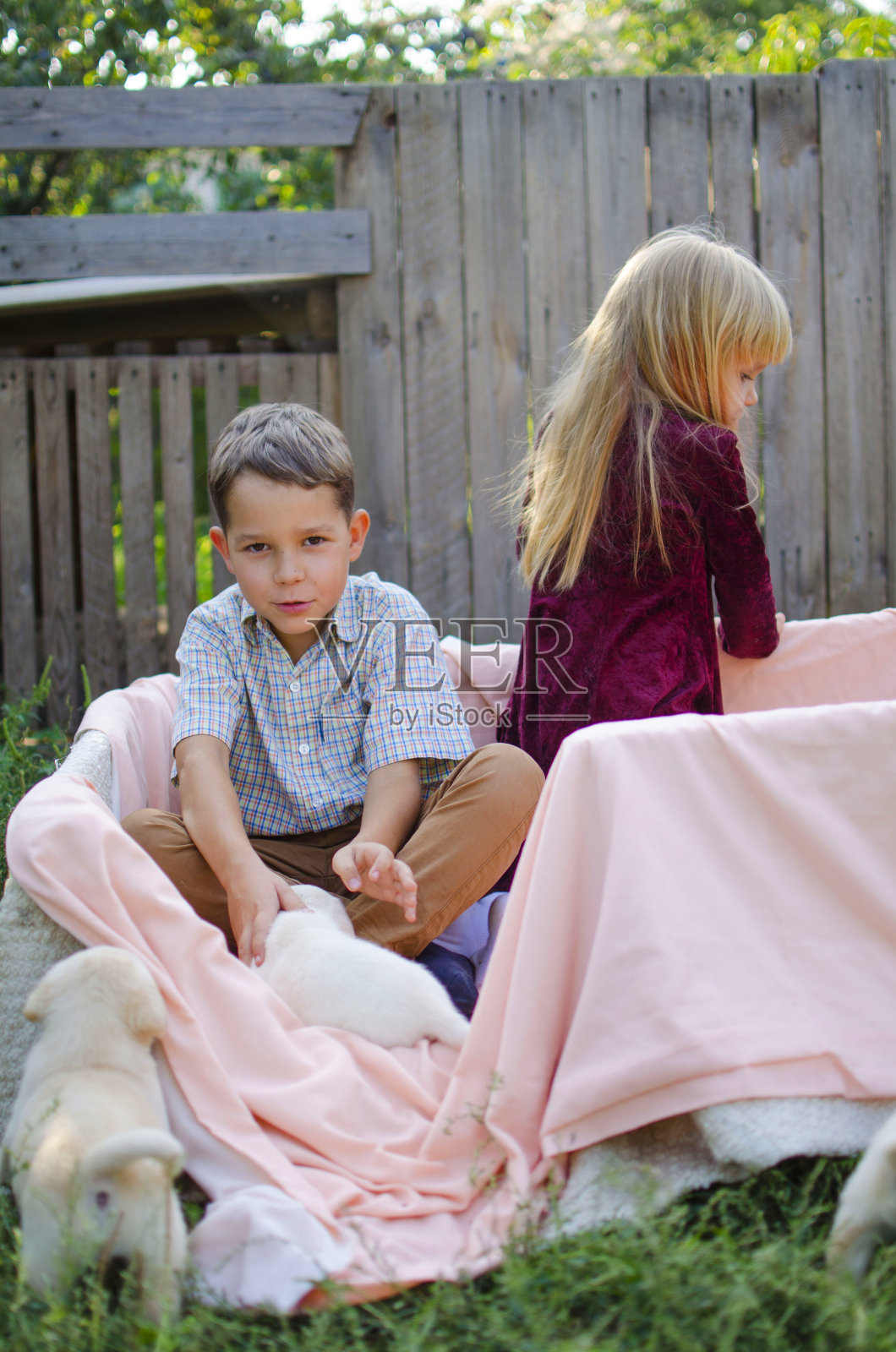 可爱的拉布拉多小狗。带孩子的白色宠物照片摄影图片