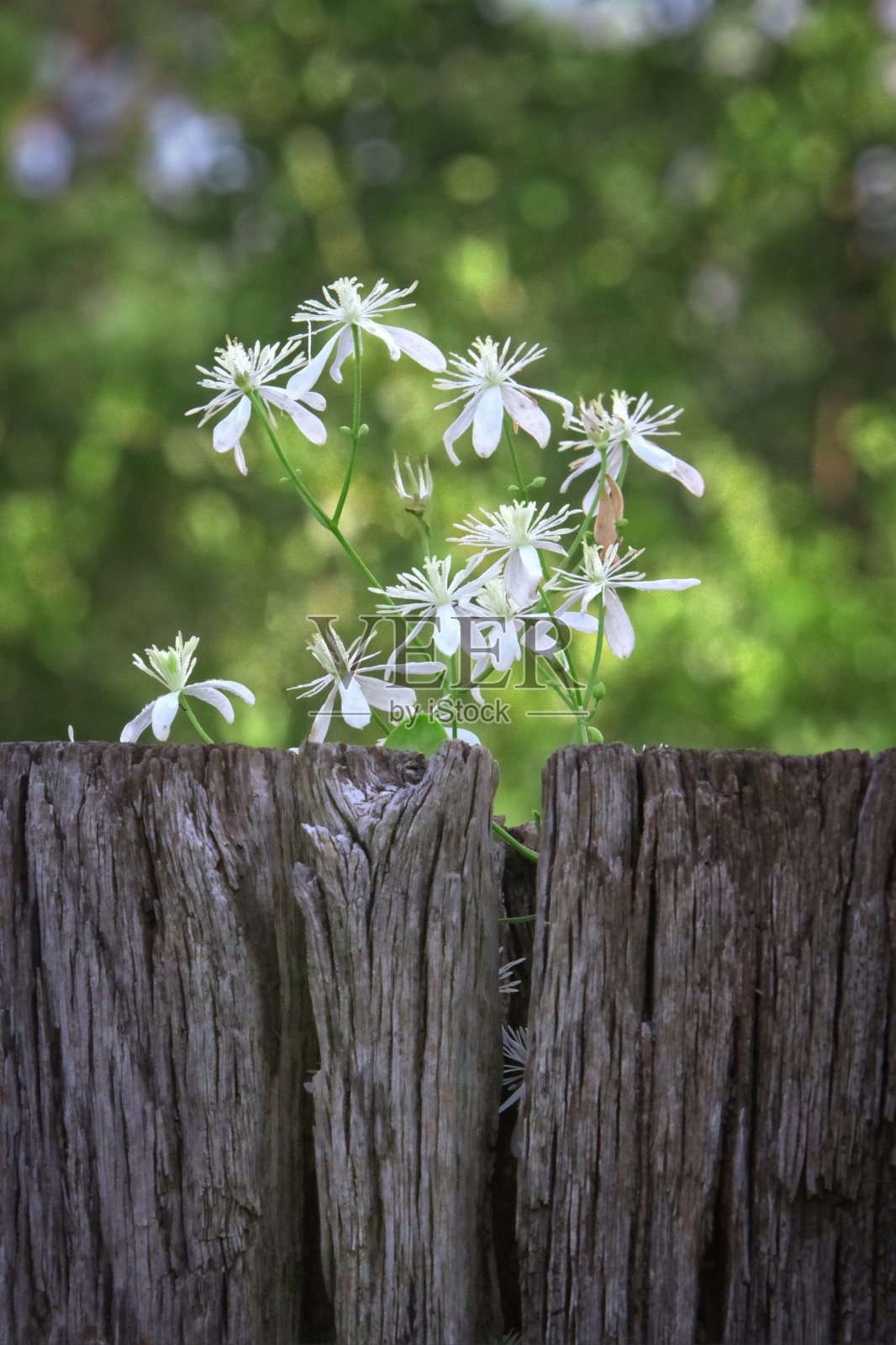 铁线莲照片摄影图片