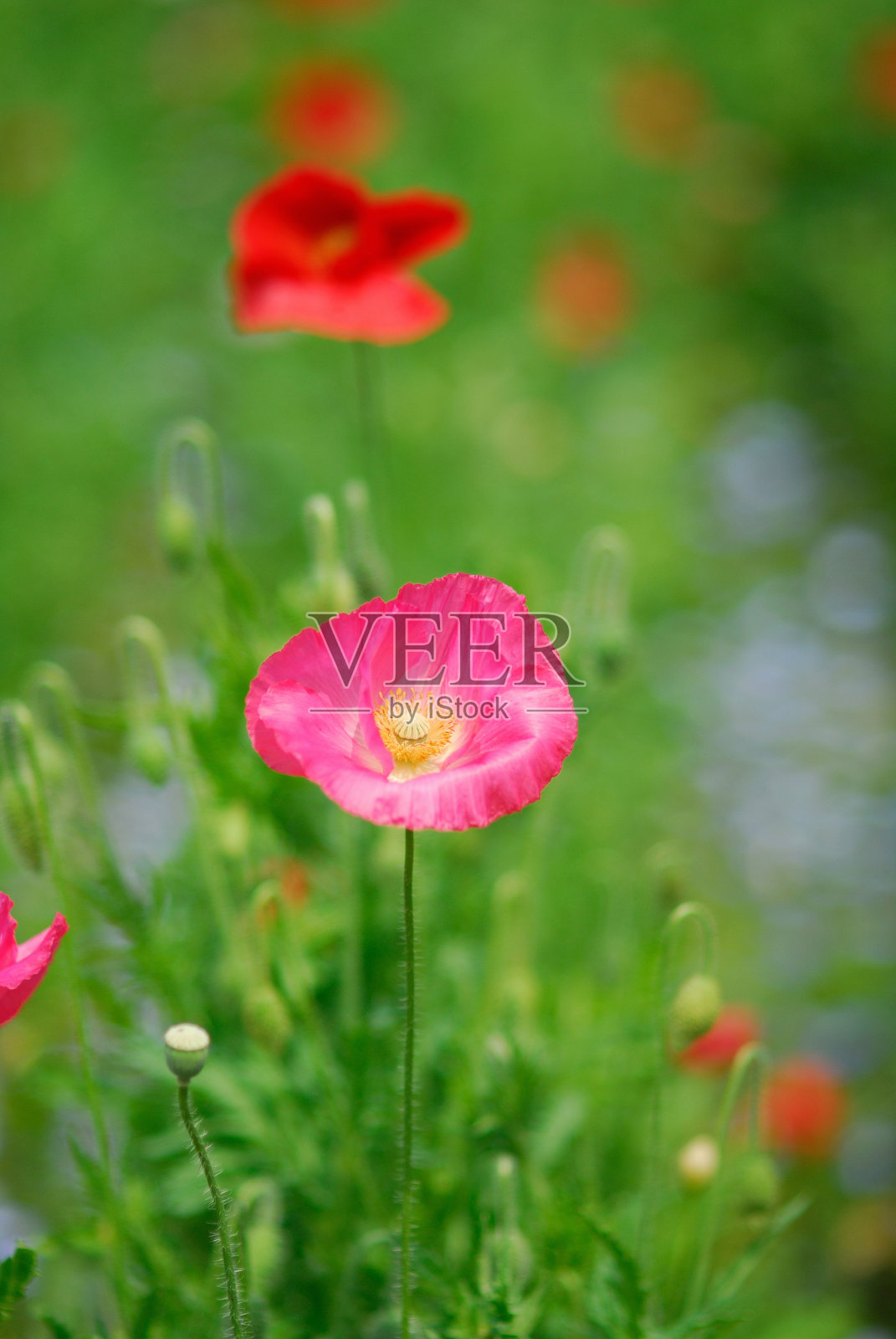 罂粟照片摄影图片