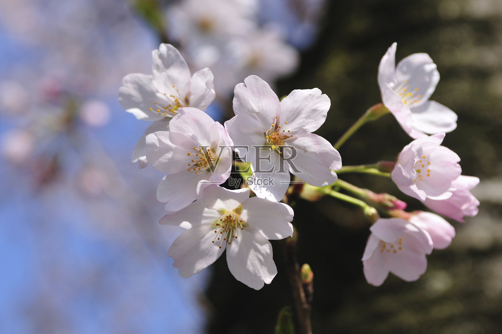 樱桃照片摄影图片