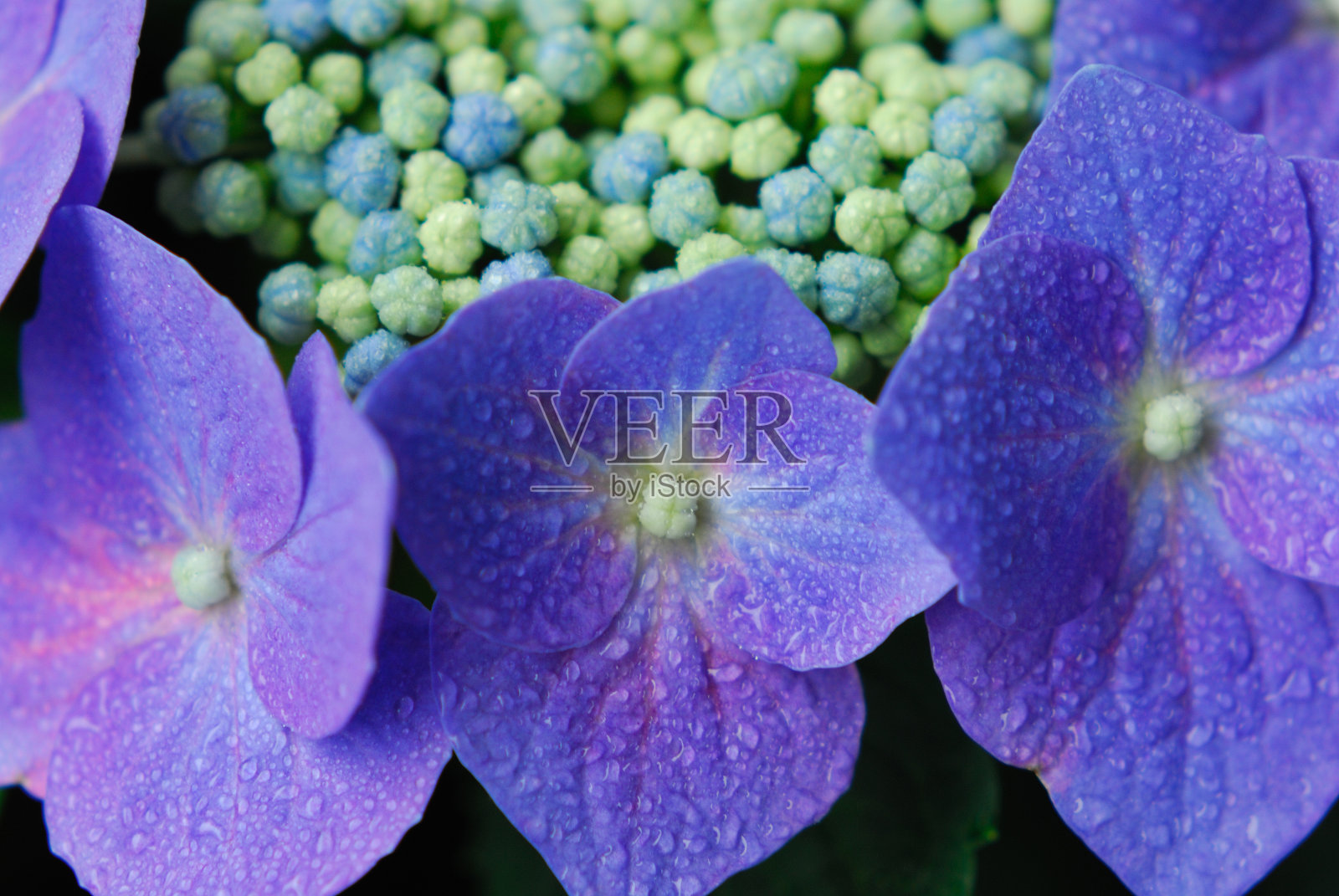 绣球花照片摄影图片