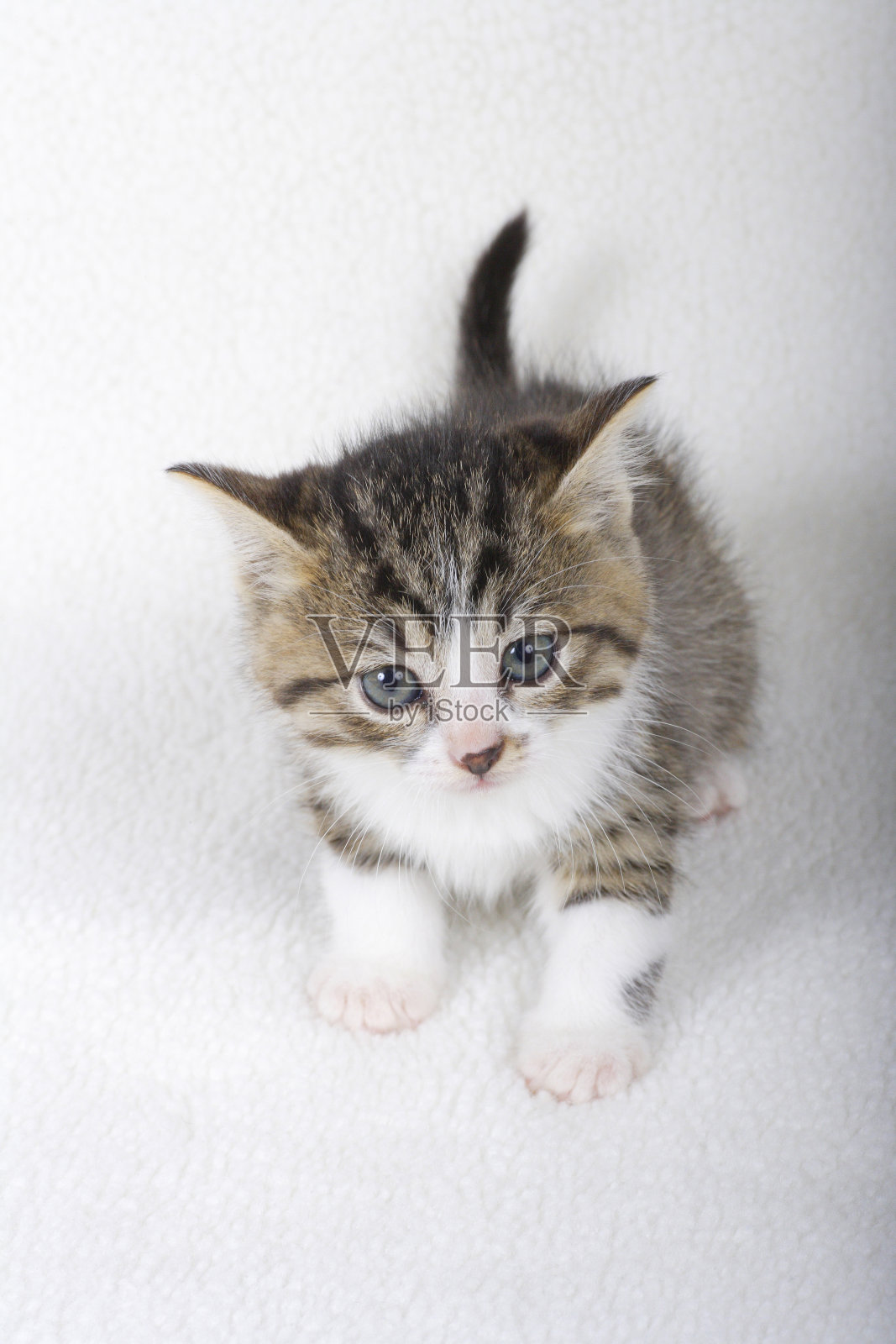 小猫照片摄影图片