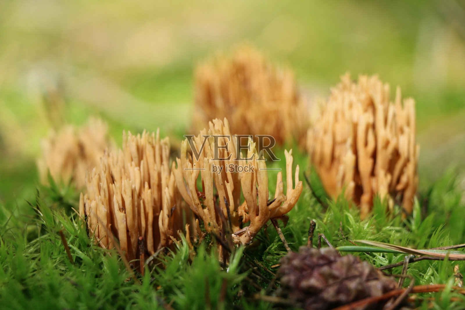 黄香菇生长照片摄影图片