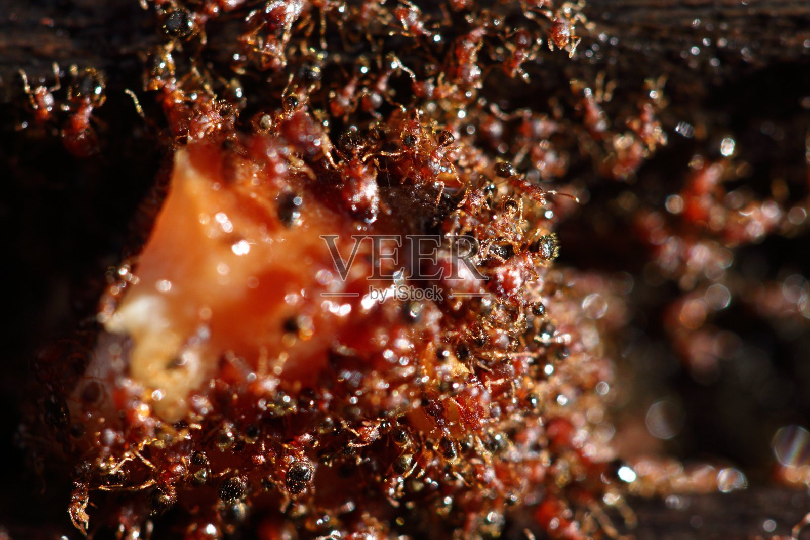 一群红蚂蚁在木地板上互相帮助搬运食物照片摄影图片