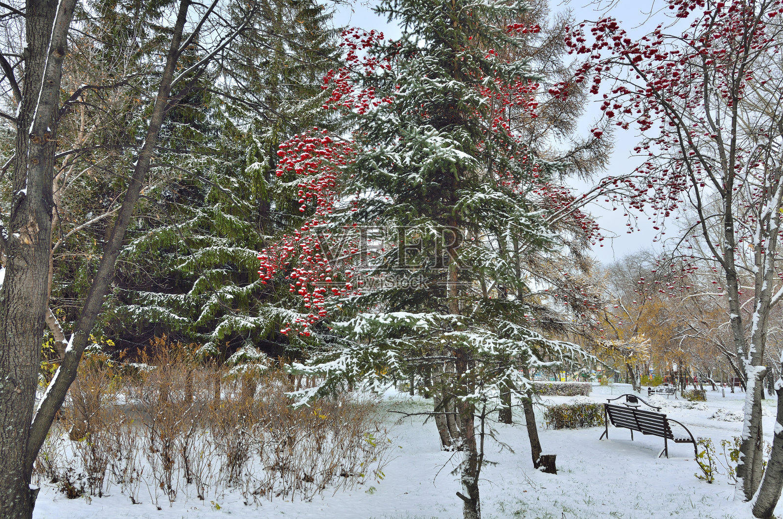 城市公园的第一场雪照片摄影图片