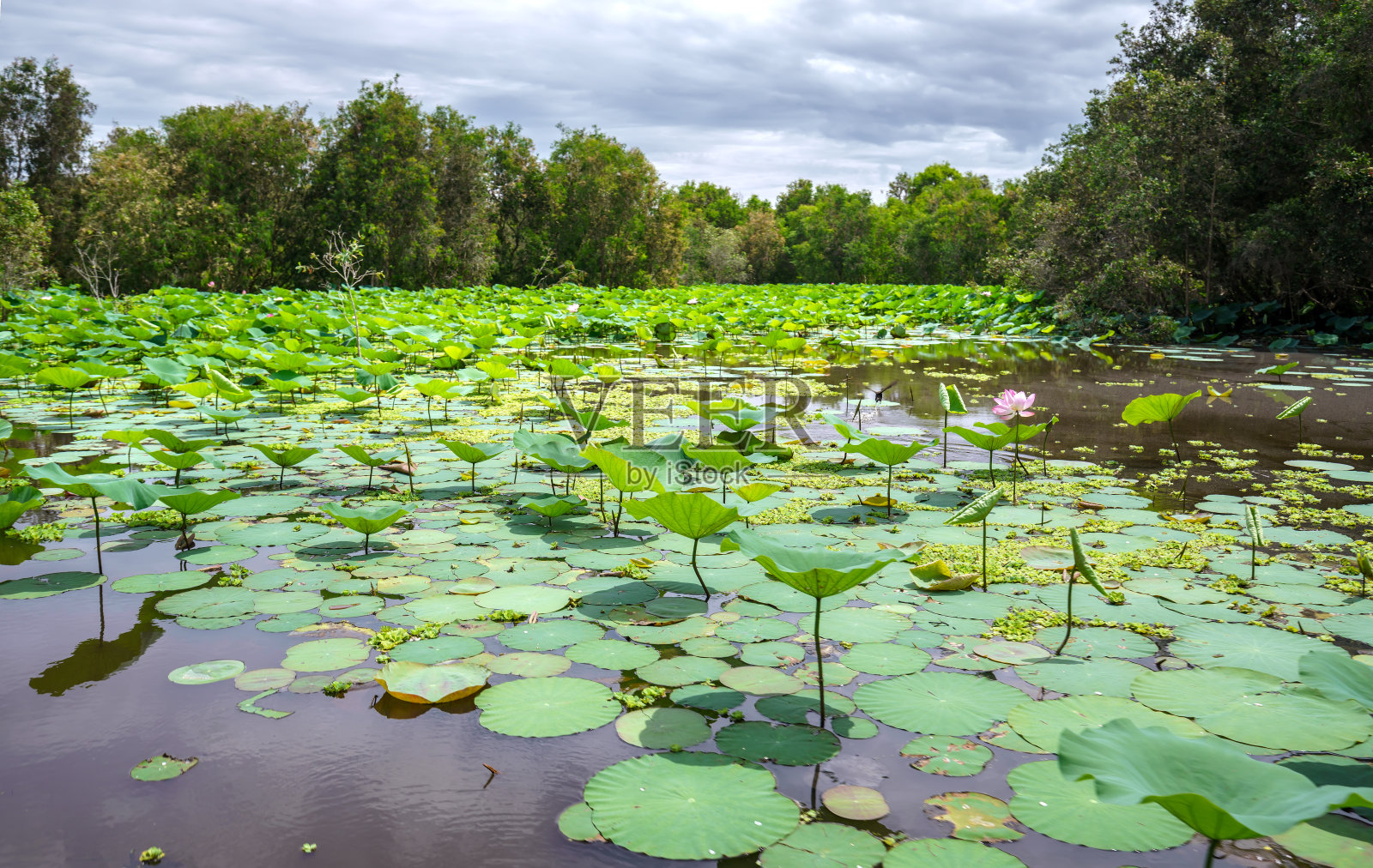 大荷塘自然保护区照片摄影图片