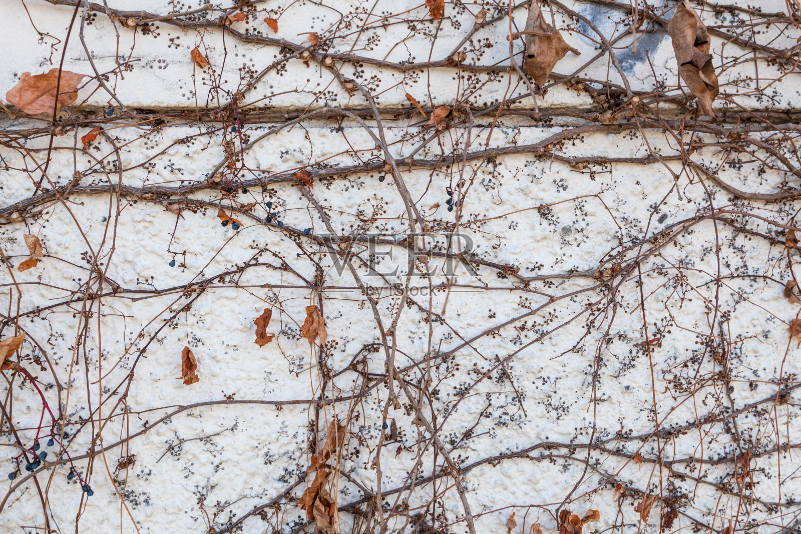 干灌木生长在白色油漆混凝土墙背景图案照片摄影图片