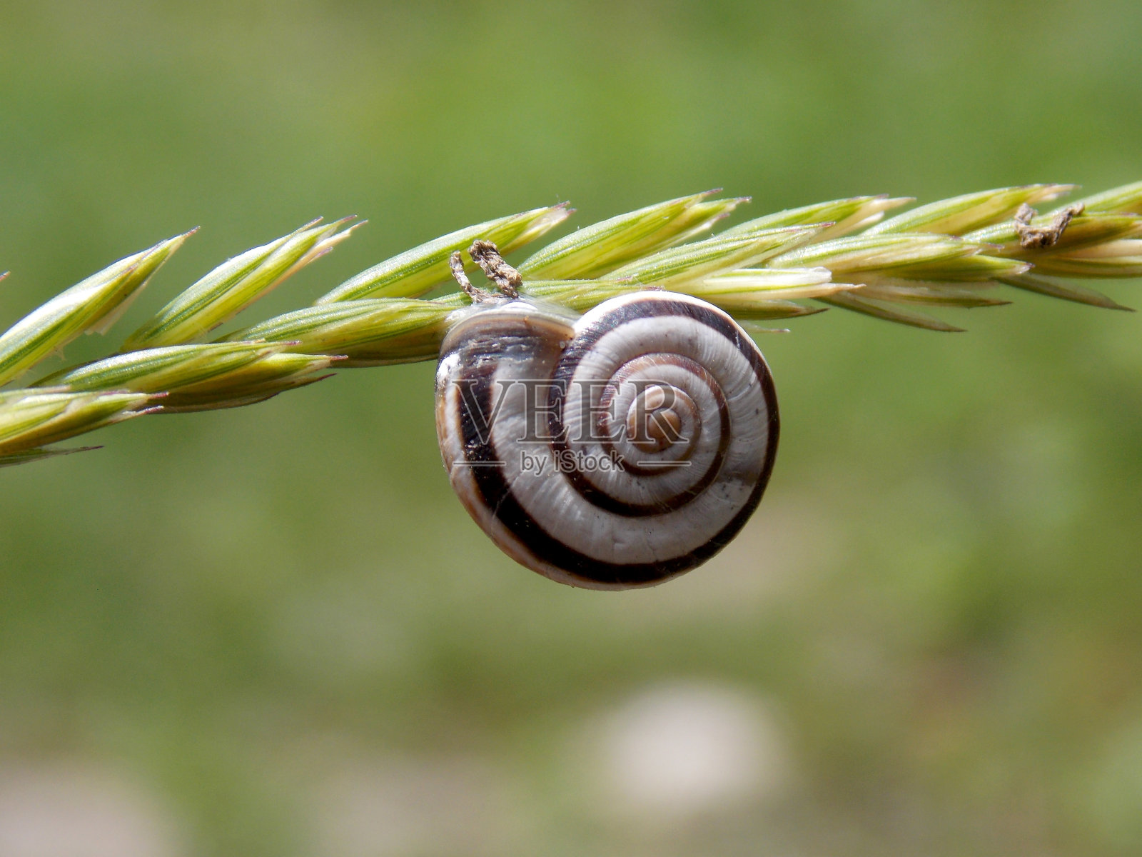 蜗牛照片摄影图片