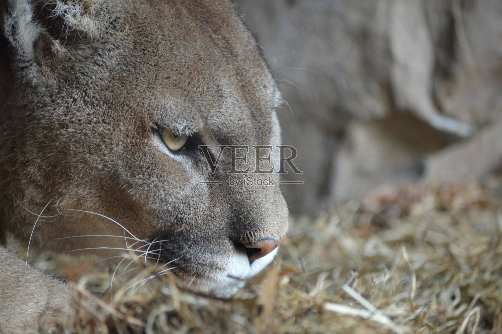彪马照片摄影图片