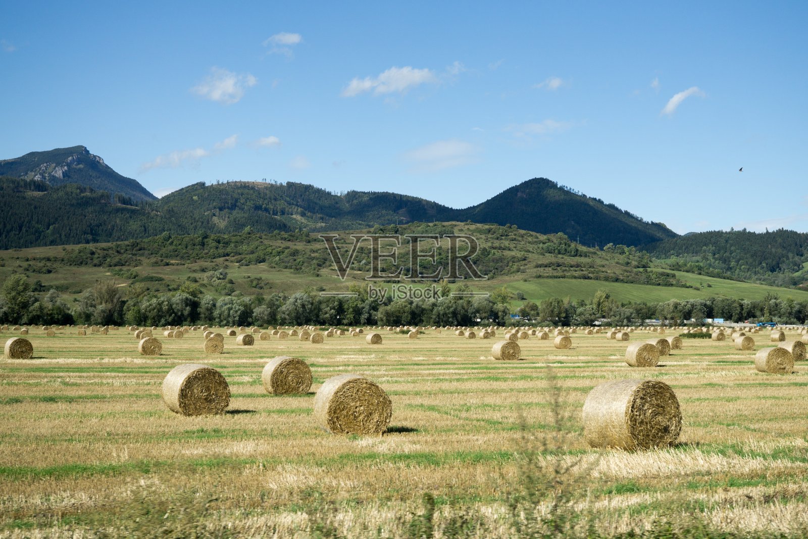 秋天，稻草在森林附近的草地上滚动。照片摄影图片