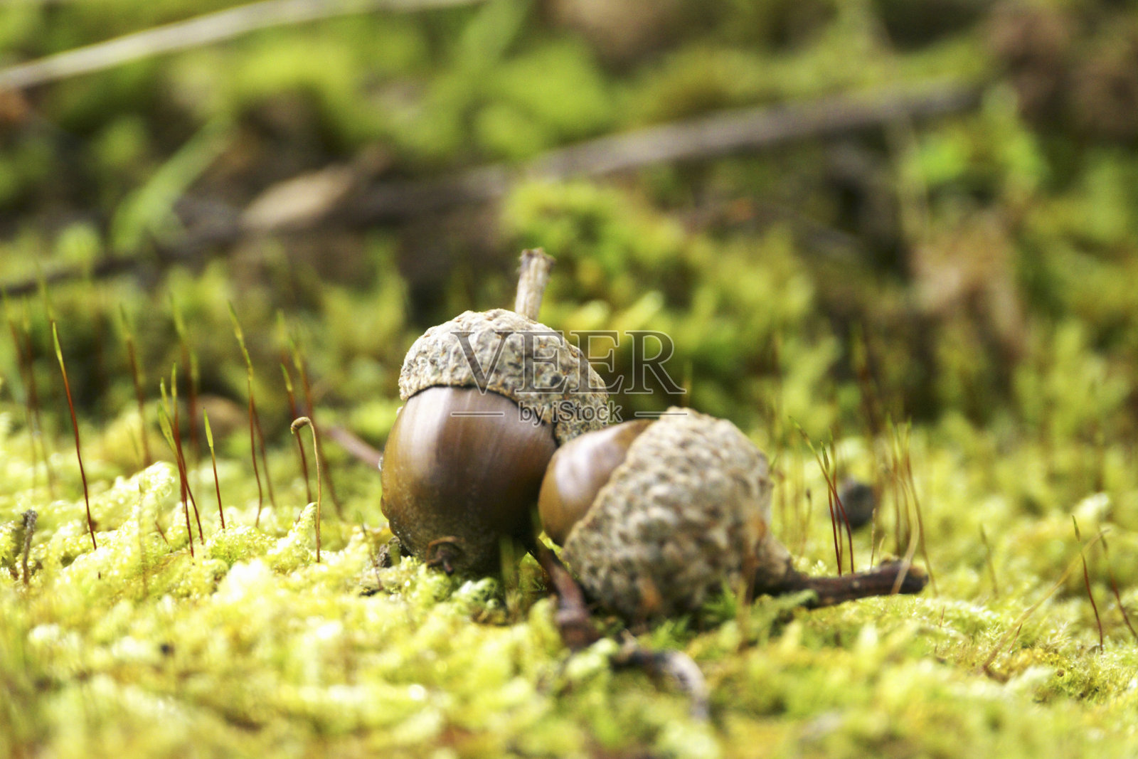 橡子照片摄影图片