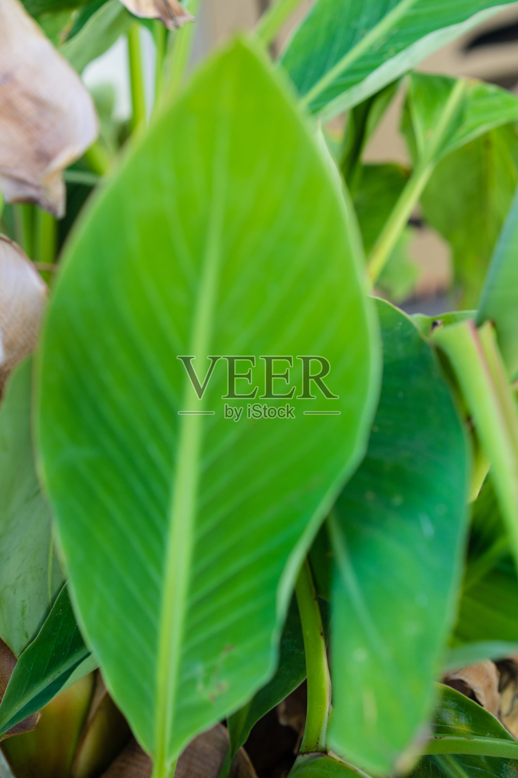 叶采自中国金莲香蕉叶照片摄影图片