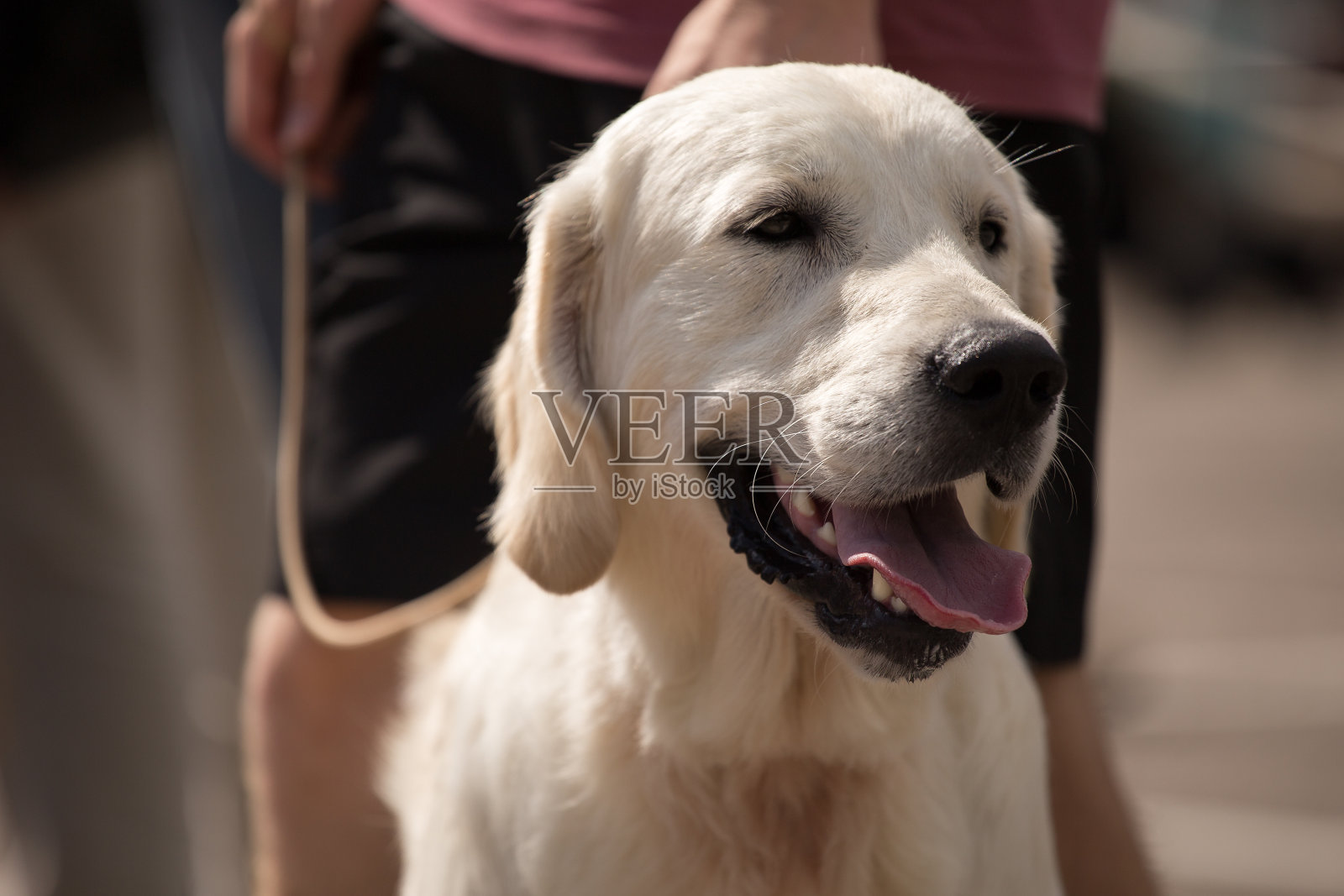 狗展上的金毛寻回犬照片摄影图片