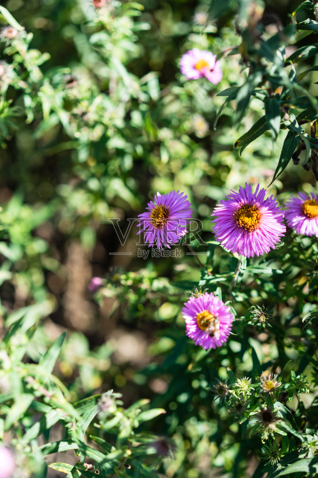 在夏天盛开的粉红色花朵上有几只蜜蜂照片摄影图片