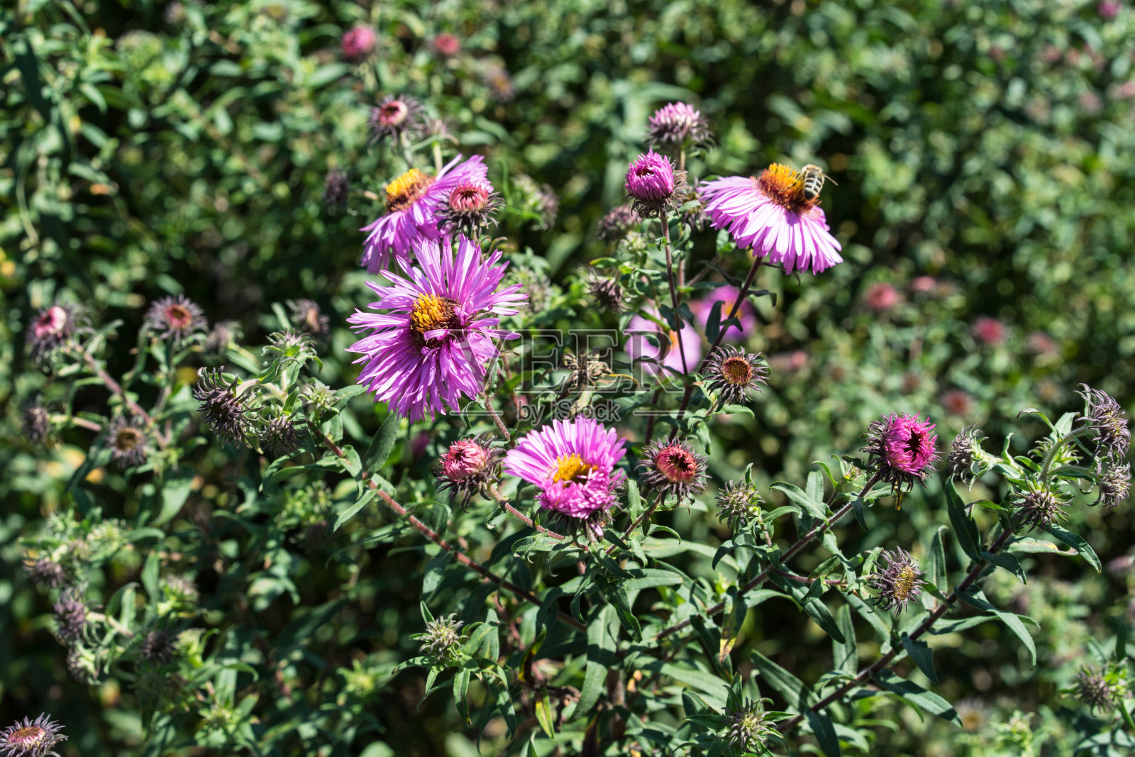 在夏天盛开的粉红色花朵上有几只蜜蜂照片摄影图片