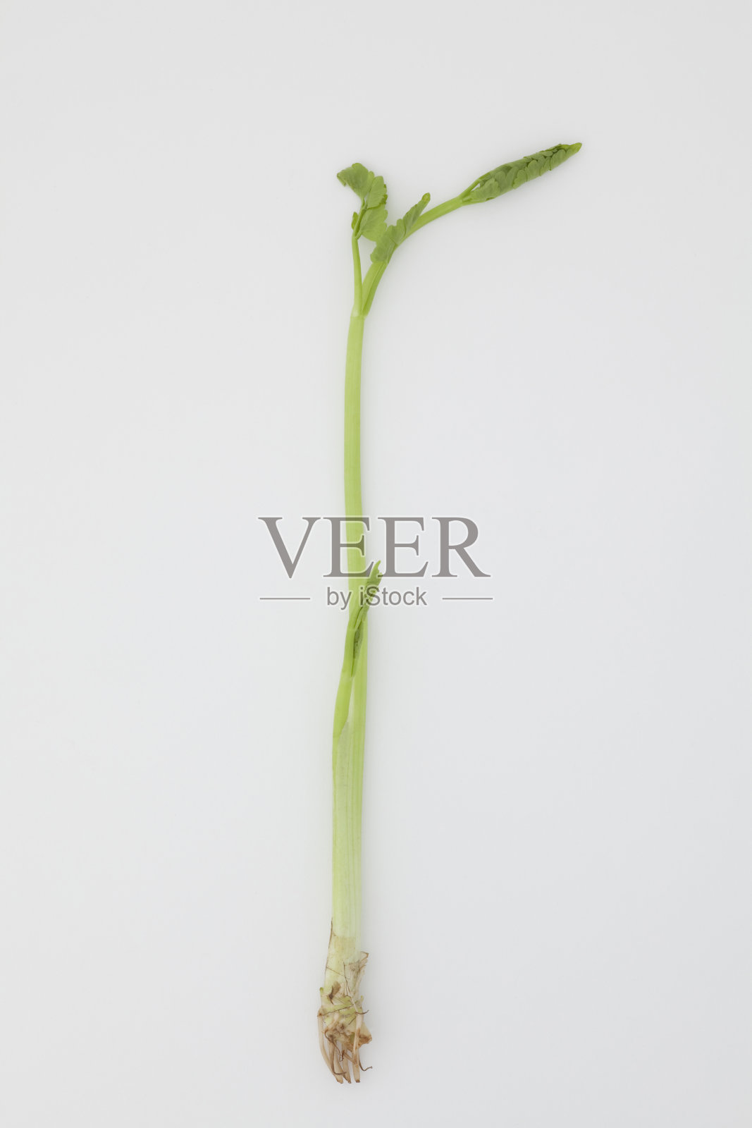 的春天照片摄影图片